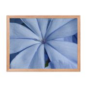 A Waking Dream 18×24 Framed Poster