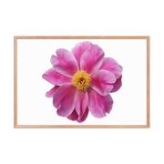 Pink Reverie 24×36 Framed Poster