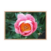 Sunrise in a Cup 24×36 Framed Poster