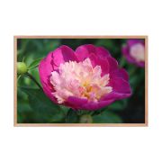 The Birth of Love 24×36 Framed Poster