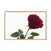The Lovers Rose 24×36 Framed Poster