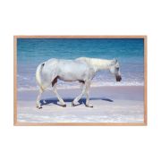 Pink Sand Prince 24×36 Framed Poster