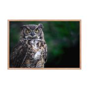 Lord of the Woods 24×36 Framed Poster