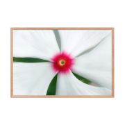 Madagascar Bloom 24×36 Framed Poster