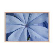 A Waking Dream 24×36 Framed Poster