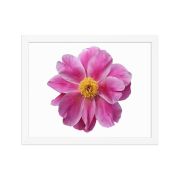 Pink Reverie 11×14 Framed Poster
