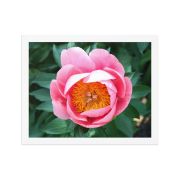 Sunrise in a Cup 11×14 Framed Poster