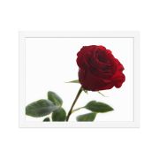 The Lovers Rose 11×14 Framed Poster