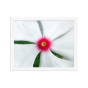 Madagascar Bloom 11×14 Framed Poster