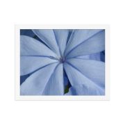 A Waking Dream 11×14 Framed Poster