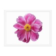 Pink Reverie 18×24 Framed Poster