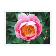 Sunrise in a Cup 18×24 Framed Poster