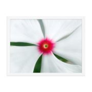 Madagascar Bloom 18×24 Framed Poster