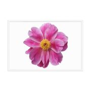 Pink Reverie 24×36 Framed Poster
