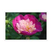 The Birth of Love 24×36 Framed Poster