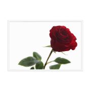 The Lovers Rose 24×36 Framed Poster