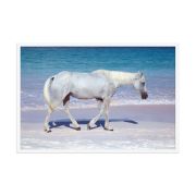 Pink Sand Prince 24×36 Framed Poster