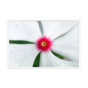 Madagascar Bloom 24×36 Framed Poster