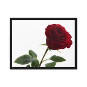 The Lovers Rose 18×24 Framed Canvas Print