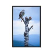 Athena 24×36 Framed Canvas Print