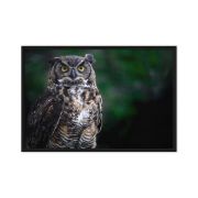 Lord of the Woods 24×36 Framed Canvas Print