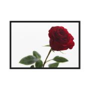 The Lovers Rose 24×36 Framed Canvas Print
