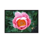 Sunrise in a Cup 24×36 Framed Canvas Print