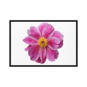 Pink Reverie 24×36 Framed Canvas Print