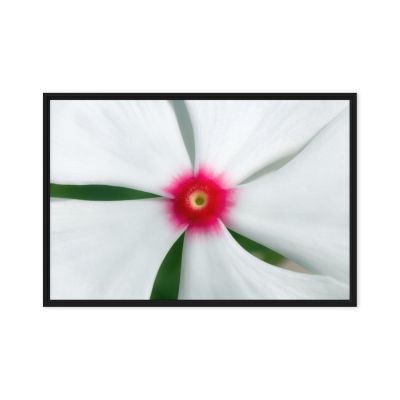 Madagascar Bloom 24×36 Framed Canvas Print