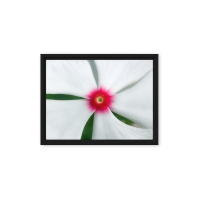 Madagascar Bloom 9×12 Framed Canvas Print