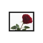 The Lovers Rose 9×12 Framed Canvas Print