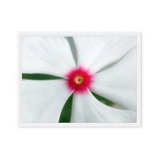 Madagascar Bloom 18×24 Framed Canvas Print