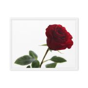 The Lovers Rose 18×24 Framed Canvas Print