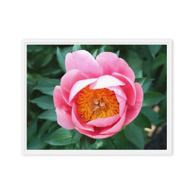 Sunrise in a Cup 18×24 Framed Canvas Print