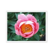 Sunrise in a Cup 18×24 Framed Canvas Print