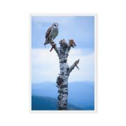 Athena 24×36 Framed Canvas Print
