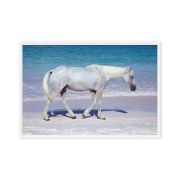 Pink Sand Prince 24×36 Framed Canvas Print