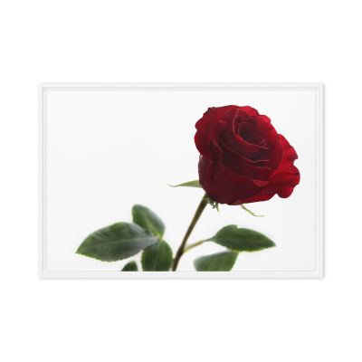 The Lovers Rose 24×36 Framed Canvas Print