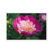 The Birth of Love 24×36 Framed Canvas Print