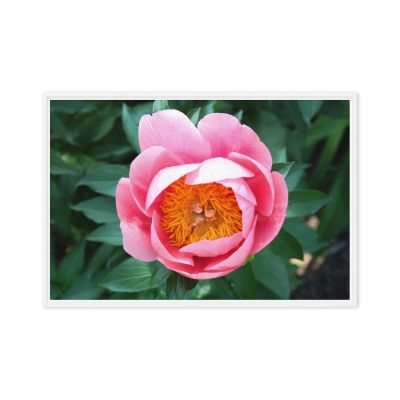 Sunrise in a Cup 24×36 Framed Canvas Print