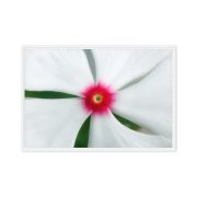 Madagascar Bloom 24×36 Framed Canvas Print