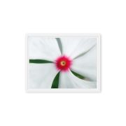 Madagascar Bloom 9×12 Framed Canvas Print