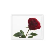 The Lovers Rose 9×12 Framed Canvas Print