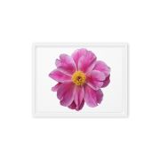 Pink Reverie 9×12 Framed Canvas Print