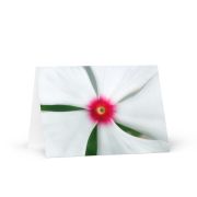 Madagascar Bloom Greeting Card 5×7