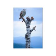 Athena Greeting Card 5×7