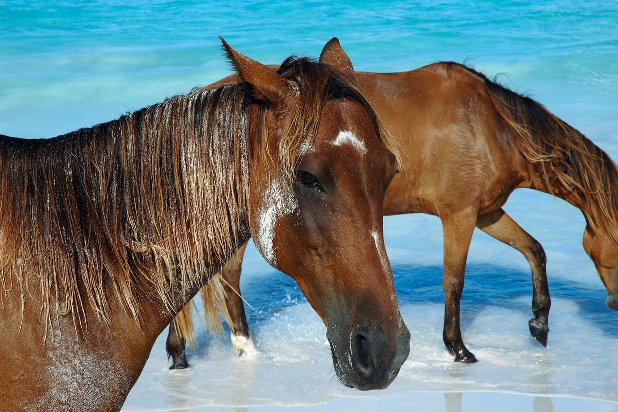 Horses walking along the edge of the water on a Bahamian beach