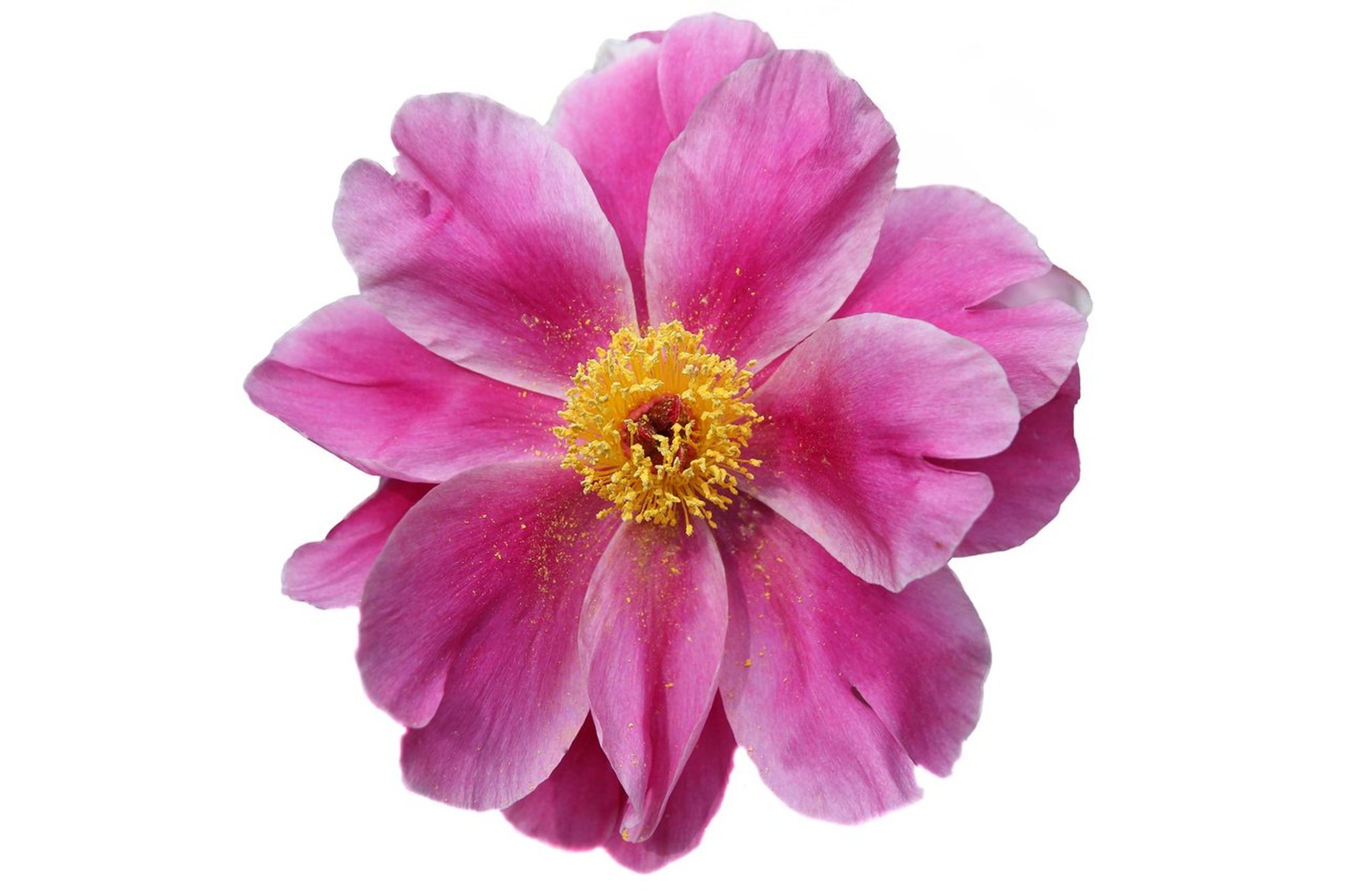 A pink and cream peony in full bloom