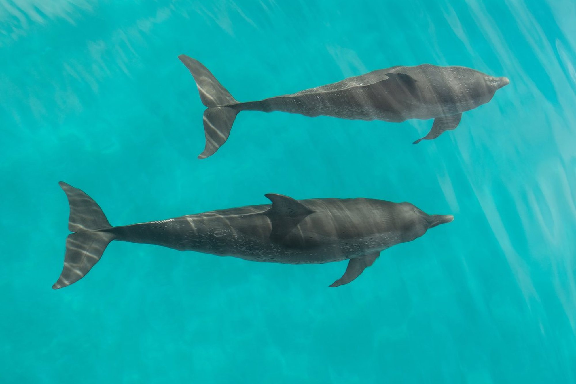 Two dolphins swimming side by side beneath the surface of turquoise water