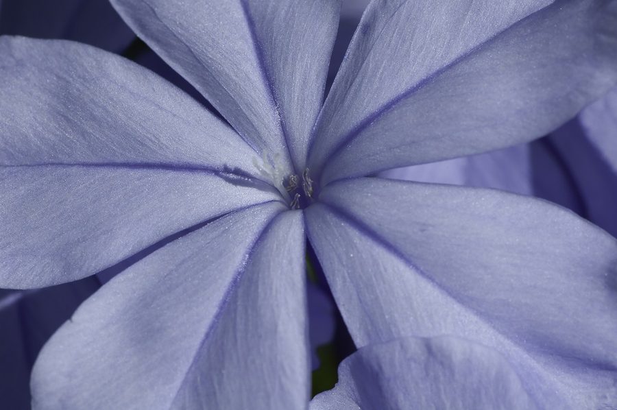 Close study of blue plumbago petals